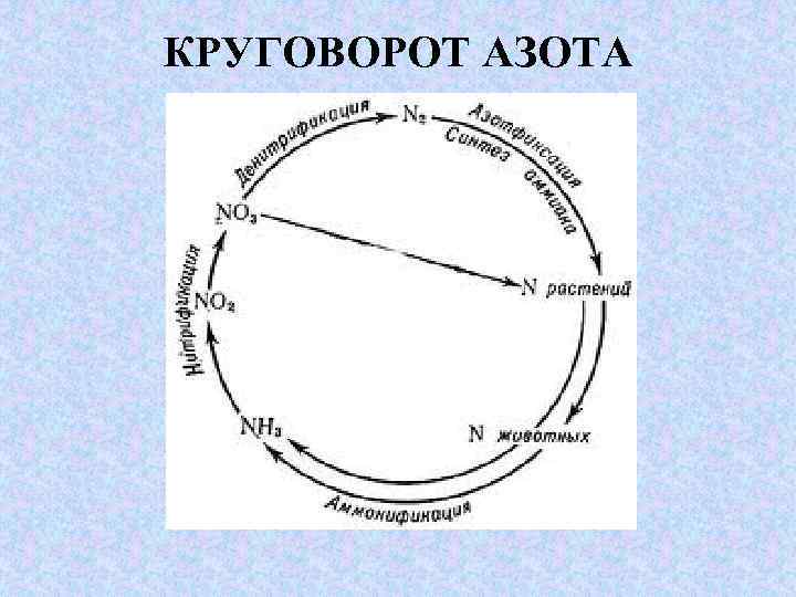 КРУГОВОРОТ АЗОТА 