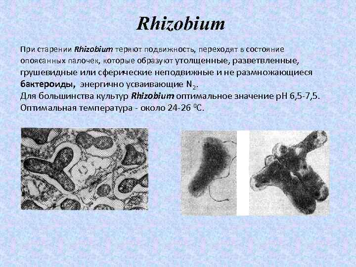 Rhizobium При старении Rhizobium теряют подвижность, переходят в состояние опоясанных палочек, которые образуют утолщенные,