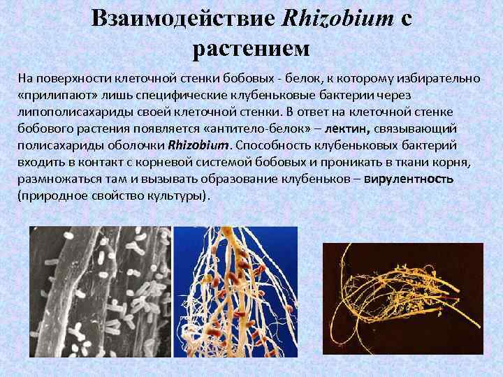 Взаимодействие Rhizobium с растением На поверхности клеточной стенки бобовых - белок, к которому избирательно