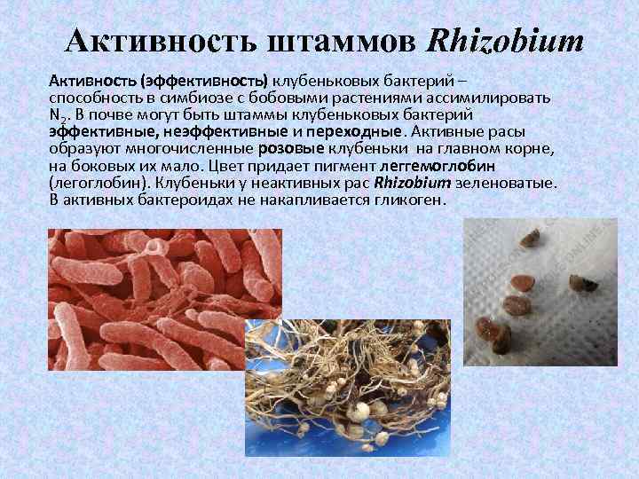 Активность штаммов Rhizobium Активность (эффективность) клубеньковых бактерий – способность в симбиозе с бобовыми растениями