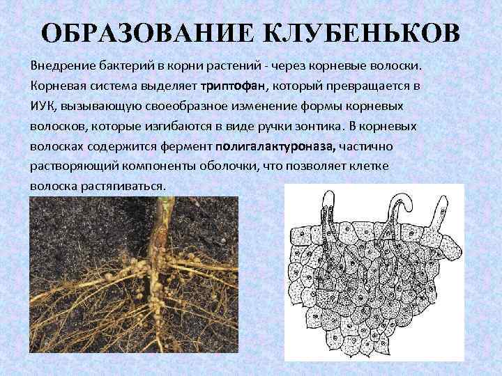 ОБРАЗОВАНИЕ КЛУБЕНЬКОВ Внедрение бактерий в корни растений - через корневые волоски. Корневая система выделяет