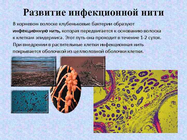 Развитие инфекционной нити В корневом волоске клубеньковые бактерии образуют инфекционную нить, которая передвигается к