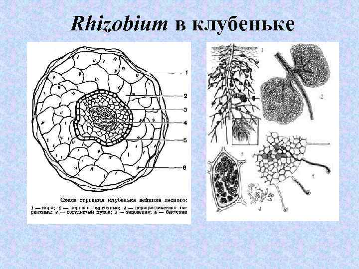 Rhizobium в клубеньке 