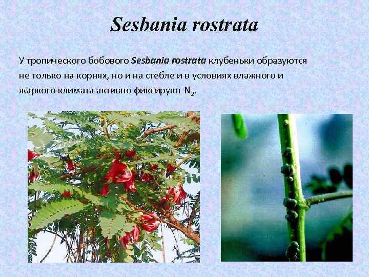 Sesbania rostrata У тропического бобового Sesbania rostrata клубеньки образуются не только на корнях, но