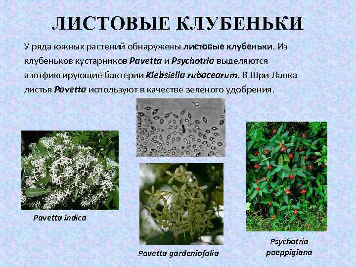 ЛИСТОВЫЕ КЛУБЕНЬКИ У ряда южных растений обнаружены листовые клубеньки. Из клубеньков кустарников Pavetta и