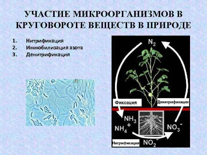 УЧАСТИЕ МИКРООРГАНИЗМОВ В КРУГОВОРОТЕ ВЕЩЕСТВ В ПРИРОДЕ 1. 2. 3. Нитрификация Иммобилизация азота Денитрификация