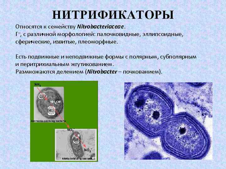 НИТРИФИКАТОРЫ Относятся к семейству Nitrobacteriaceae. Г–, с различной морфологией: палочковидные, эллипсоидные, сферические, извитые, плеоморфные.