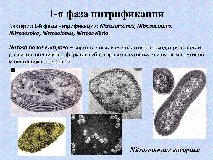 1 -я фаза нитрификации Бактерии 1 -й фазы нитрификации: Nitrosomonas, Nitrosococcus, Nitrosospira, Nitrosolobus, Nitrosovibrio.