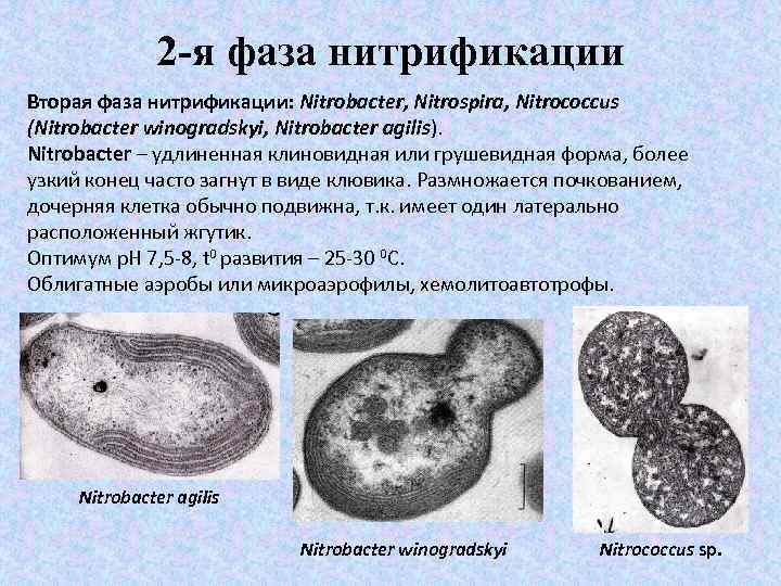 2 -я фаза нитрификации Вторая фаза нитрификации: Nitrobacter, Nitrospira, Nitrococcus (Nitrobacter winogradskyi, Nitrobacter agilis).