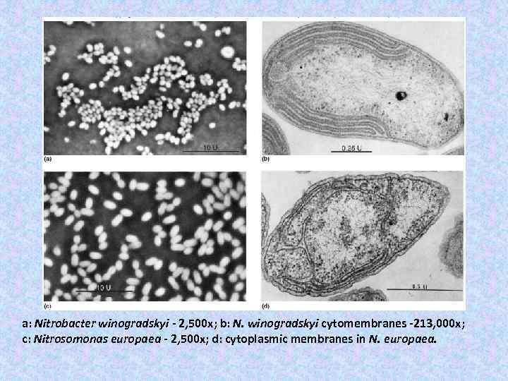 a: Nitrobacter winogradskyi - 2, 500 x; b: N. winogradskyi cytomembranes -213, 000 x;