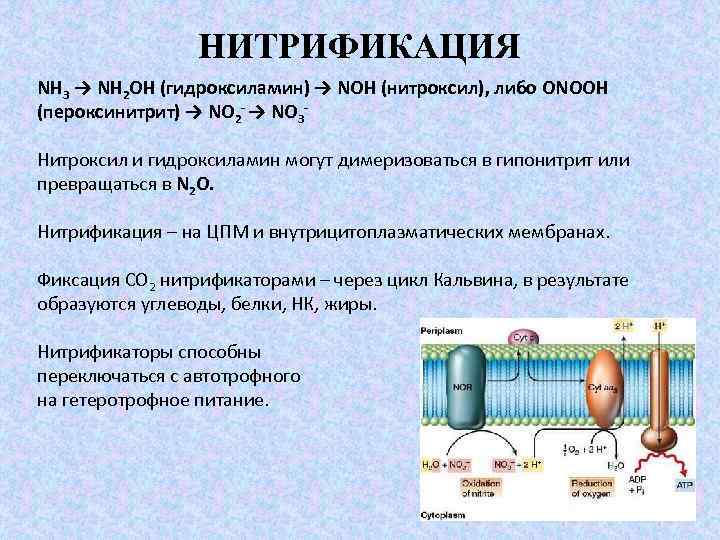 НИТРИФИКАЦИЯ NH 3 → NH 2 ОН (гидроксиламин) → NOH (нитроксил), либо ONOOH (пероксинитрит)