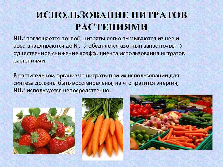 ИСПОЛЬЗОВАНИЕ НИТРАТОВ РАСТЕНИЯМИ NH 4+ поглощается почвой, нитраты легко вымываются из нее и восстанавливаются