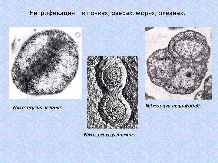 Нитрификация – в почвах, озерах, морях, океанах. Nitrosouva aequatorialis Nitrosocystis oceanus Nitrosococcus marinus 