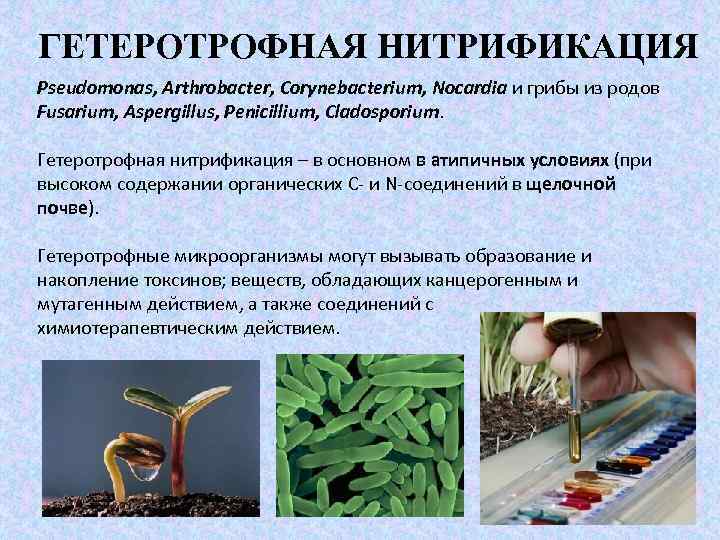 ГЕТЕРОТРОФНАЯ НИТРИФИКАЦИЯ Pseudomonas, Arthrobacter, Corynebacterium, Nocardia и грибы из родов Fusarium, Aspergillus, Penicillium, Cladosporium.