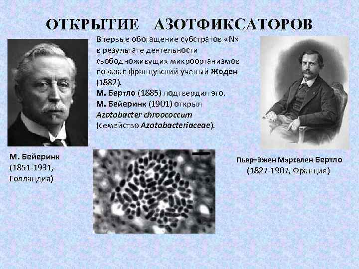 ОТКРЫТИЕ АЗОТФИКСАТОРОВ Впервые обогащение субстратов «N» в результате деятельности свободноживущих микроорганизмов показал французский ученый