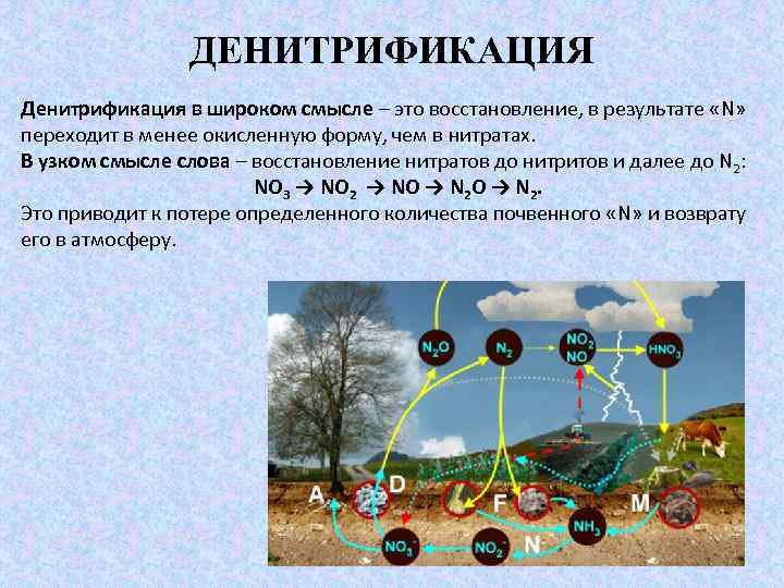 ДЕНИТРИФИКАЦИЯ Денитрификация в широком смысле – это восстановление, в результате «N» переходит в менее