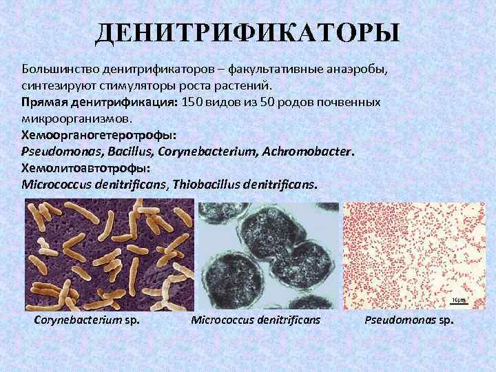 ДЕНИТРИФИКАТОРЫ Большинство денитрификаторов – факультативные анаэробы, синтезируют стимуляторы роста растений. Прямая денитрификация: 150 видов