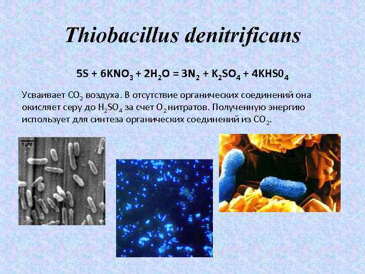 Thiobacillus denitrificans 5 S + 6 KNO 3 + 2 Н 2 О =