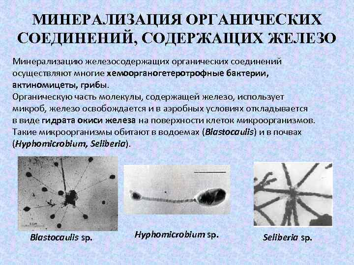 МИНЕРАЛИЗАЦИЯ ОРГАНИЧЕСКИХ СОЕДИНЕНИЙ, СОДЕРЖАЩИХ ЖЕЛЕЗО Минерализацию железосодержащих органических соединений осуществляют многие хемоорганогетеротрофные бактерии, актиномицеты,