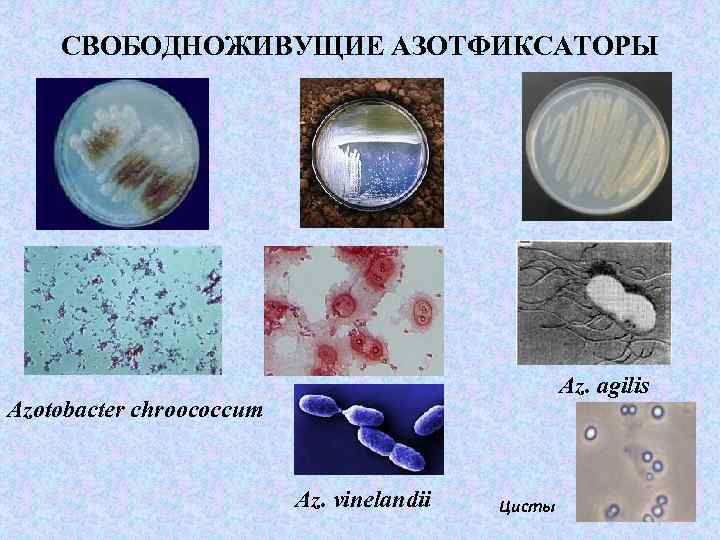 СВОБОДНОЖИВУЩИЕ АЗОТФИКСАТОРЫ Az. agilis Azotobacter chroococcum Az. vinelandii Цuсты 