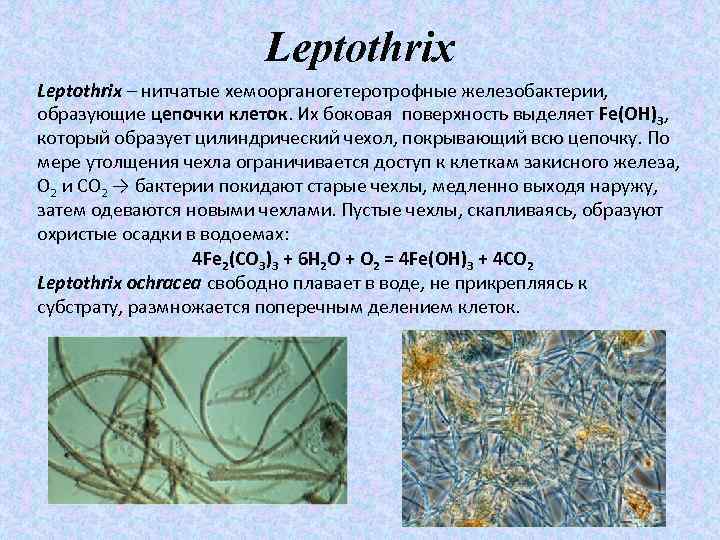 Leptothrix – нитчатые хемоорганогетеротрофные железобактерии, образующие цепочки клеток. Их боковая поверхность выделяет Fe(OH)3, который