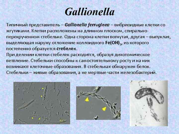 Gallionella Типичный представитель – Gallionella ferruginea – вибриоидные клетки со жгутиками. Клетки расположены на