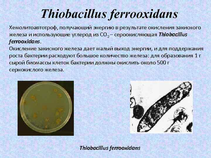 Thiobacillus ferrooxidans Хемолитоавтотроф, получающий энергию в результате окисления закисного железа и использующие углерод из