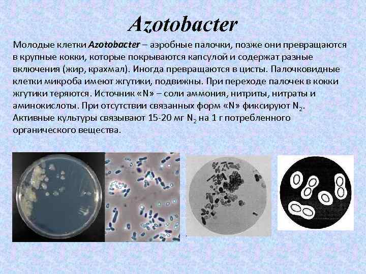 Azotobacter Молодые клетки Azotobacter – аэробные палочки, позже они превращаются в крупные кокки, которые