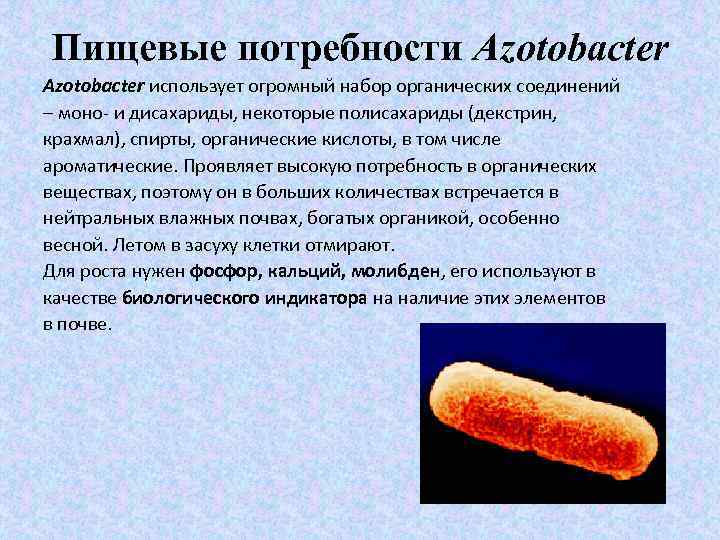 Пищевые потребности Azotobacter использует огромный набор органических соединений – моно- и дисахариды, некоторые полисахариды