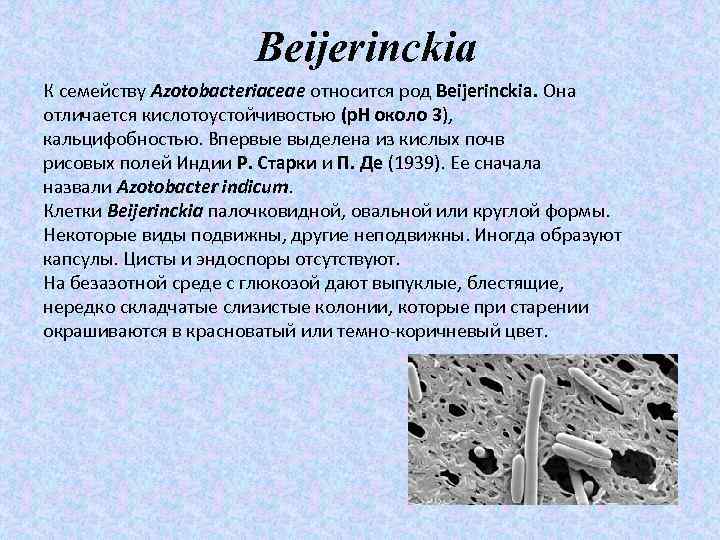 Beijerinckia К семейству Azotobacteriaceae относится род Beijerinckia. Она отличается кислотоустойчивостью (р. Н около 3),