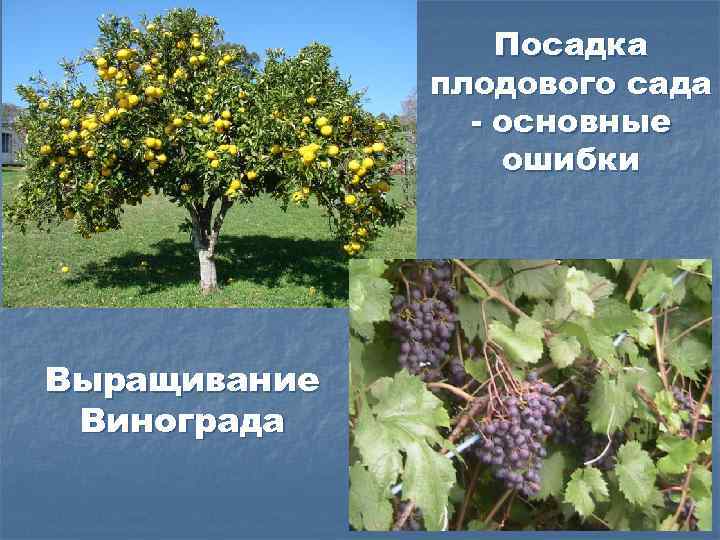 Посадка плодового сада - основные ошибки Выращивание Винограда 