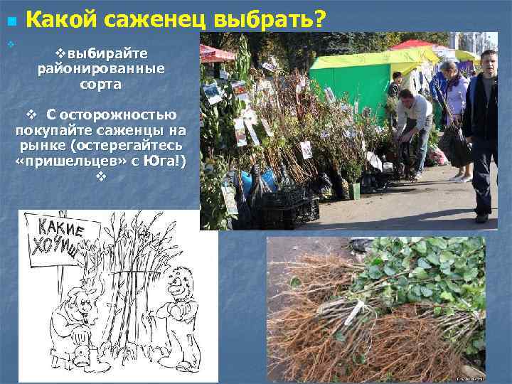 n v Какой саженец выбрать? vвыбирайте районированные сорта v С осторожностью покупайте саженцы на