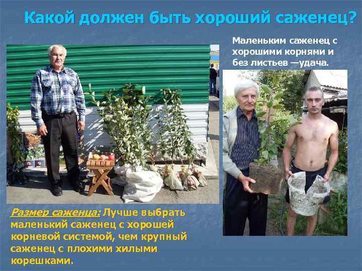Какой должен быть хороший саженец? Маленьким саженец с хорошими корнями и без листьев —удача.
