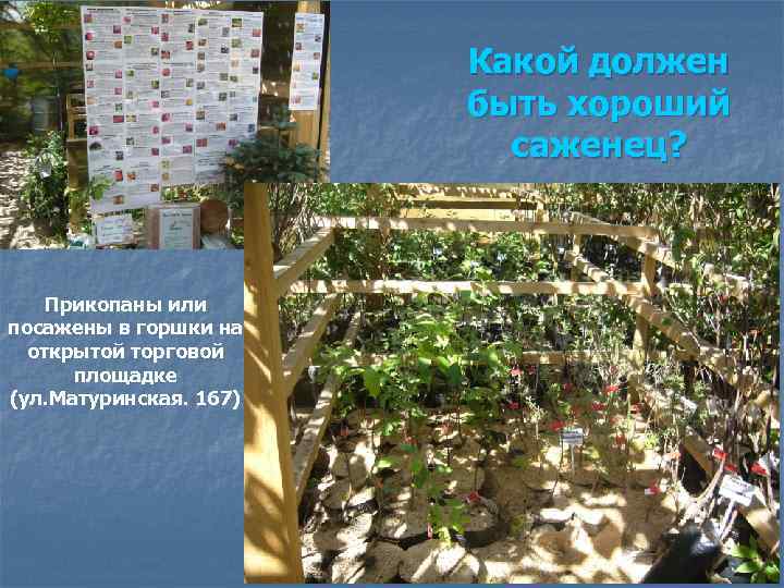 Какой должен быть хороший саженец? Прикопаны или посажены в горшки на открытой торговой площадке