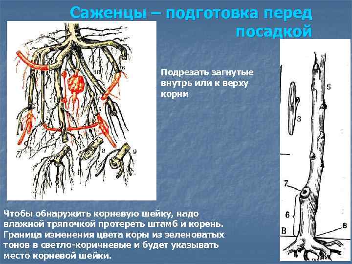 Саженцы – подготовка перед посадкой Подрезать загнутые внутрь или к верху корни Чтобы обнаружить