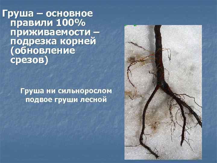 Груша – основное правили 100% приживаемости – подрезка корней (обновление срезов) Груша ни сильнорослом