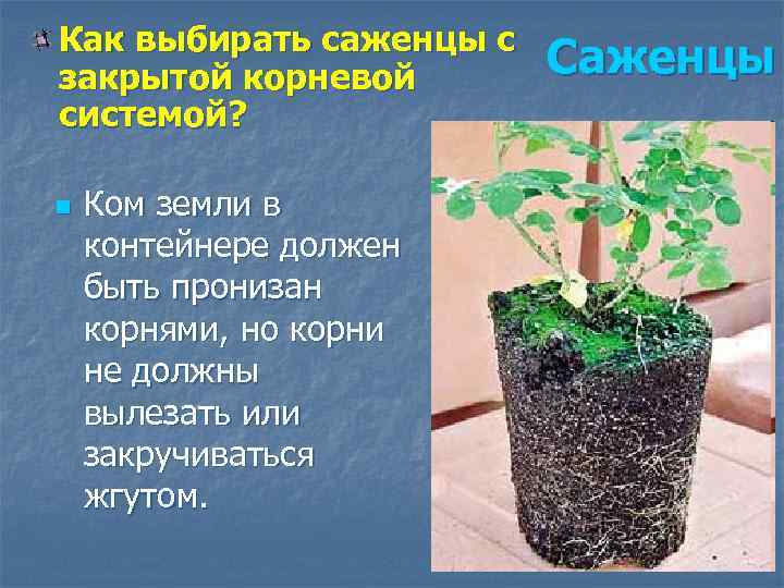 Как выбирать саженцы с закрытой корневой системой? n Ком земли в контейнере должен быть