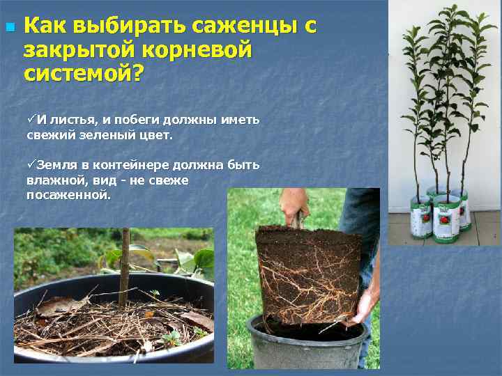 n Как выбирать саженцы с закрытой корневой системой? üИ листья, и побеги должны иметь