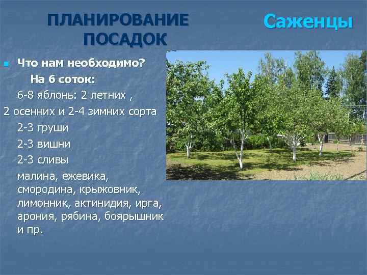 ПЛАНИРОВАНИЕ ПОСАДОК Что нам необходимо? На 6 соток: 6 -8 яблонь: 2 летних ,