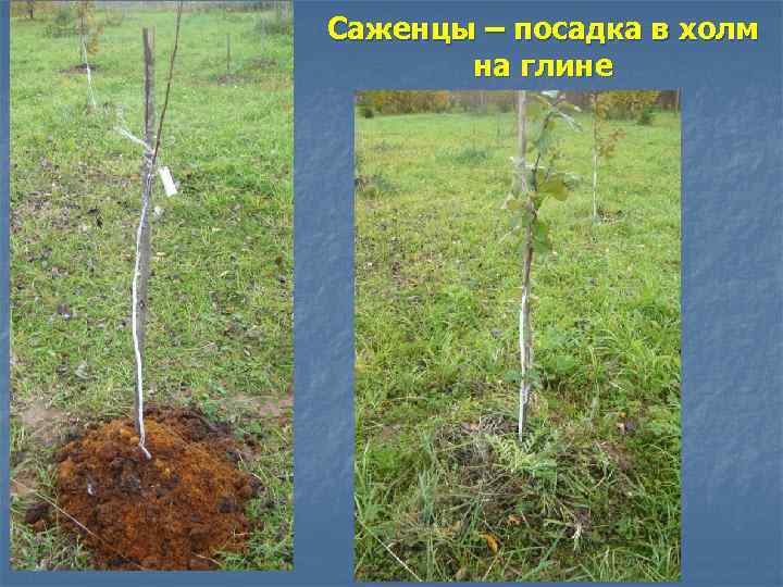 Саженцы – посадка в холм на глине 