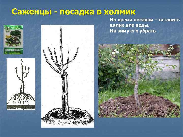 Саженцы - посадка в холмик На время посадки – оставить валик для воды. На