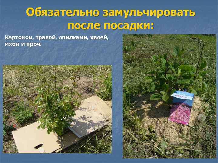 Обязательно замульчировать после посадки: Картоном, травой, опилками, хвоей, мхом и проч. 