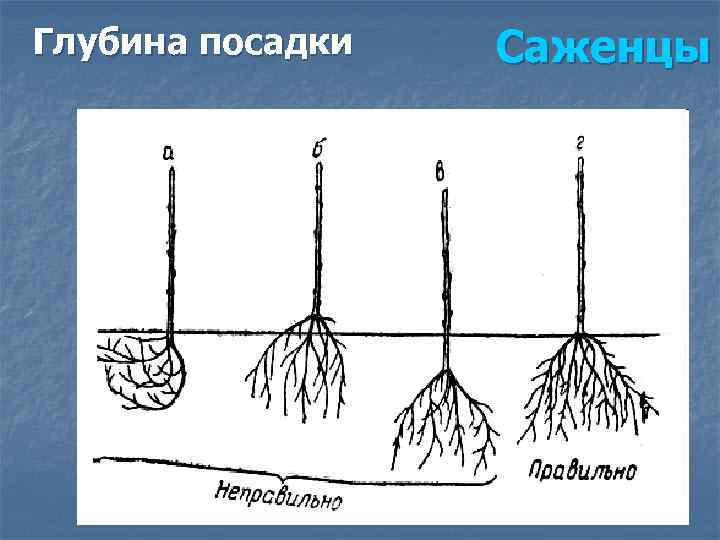Глубина посадки Саженцы 