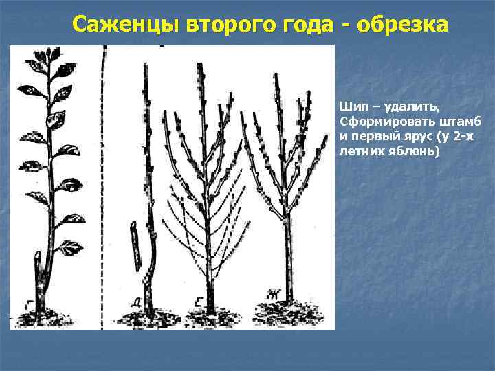 Саженцы второго года - обрезка Шип – удалить, Сформировать штамб и первый ярус (у