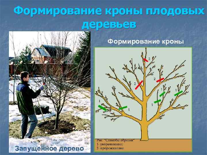 Формирование кроны плодовых деревьев Формирование кроны Запущенное дерево 