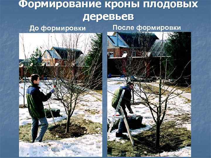 Формирование кроны плодовых деревьев До формировки После формировки 
