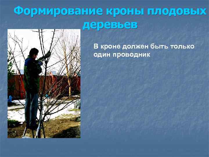 Формирование кроны плодовых деревьев В кроне должен быть только один проводник 