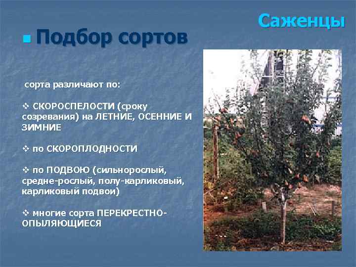 n Подбор сортов сорта различают по: v СКОРОСПЕЛОСТИ (сроку созревания) на ЛЕТНИЕ, ОСЕННИЕ И