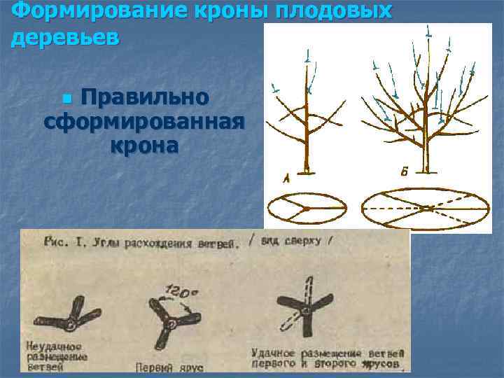 Формирование кроны плодовых деревьев Правильно сформированная крона n 