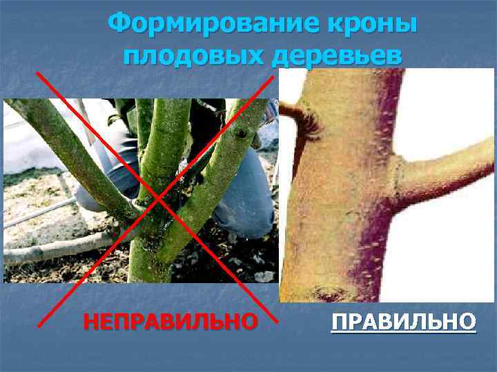 Формирование кроны плодовых деревьев НЕПРАВИЛЬНО 